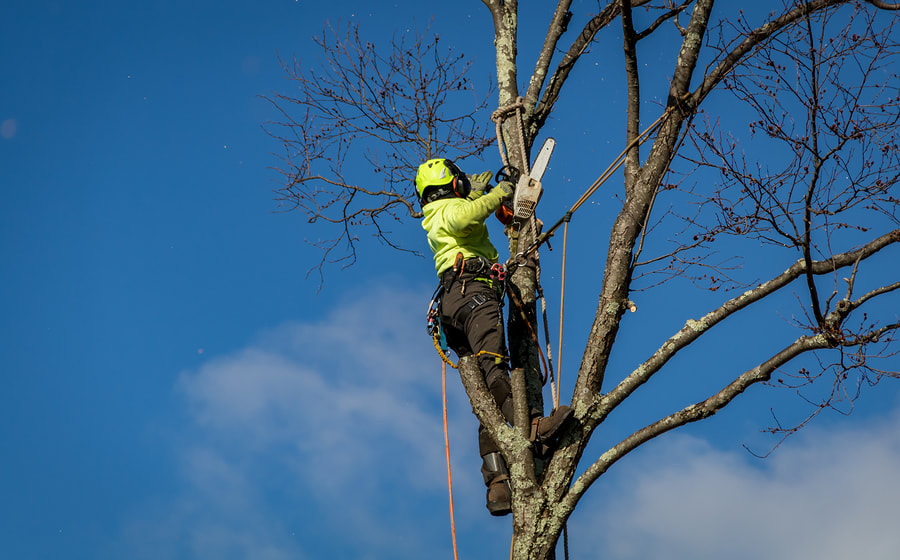 tree removal in Chilliwack